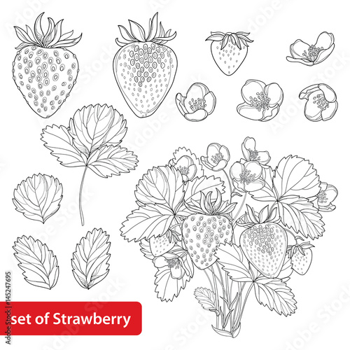 Vector set with outline Strawberry, bush, berry, flower and leaves in black isolated on white background. Fruit elements with strawberry in contour style for healthy summer design and coloring book.