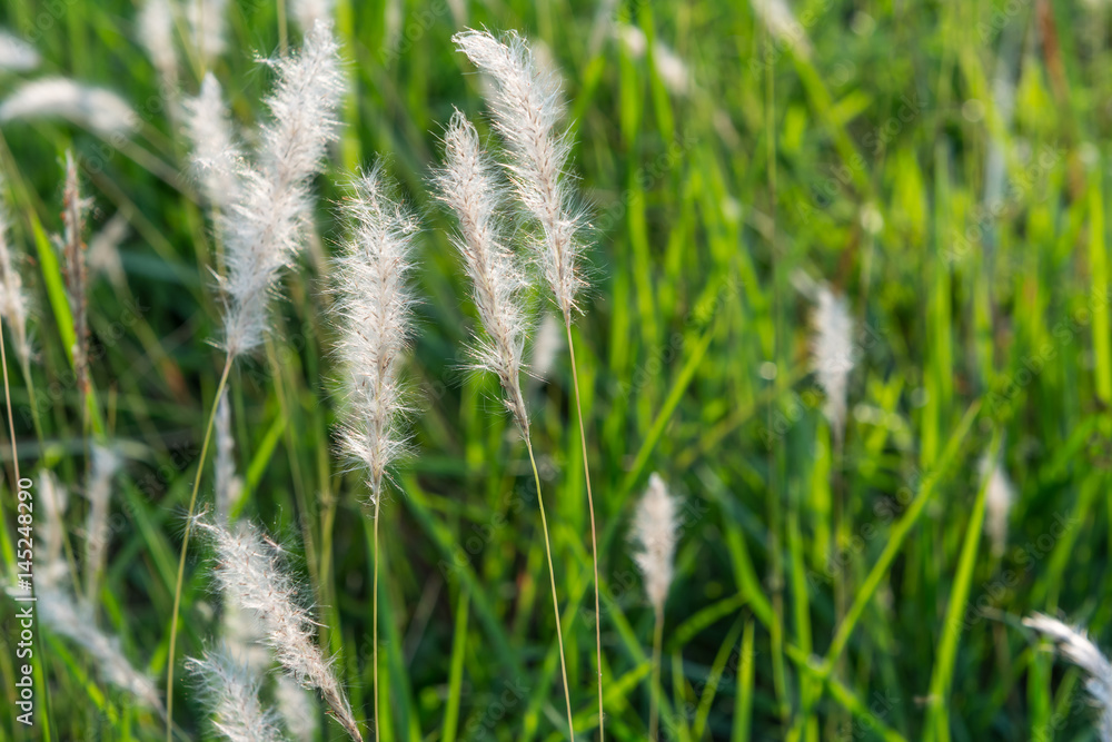 feather pennisetum or Pennisetum pedicellatum Trin at rural garden feather pennisetum or Pennisetum pedicellatum Trin at rural garden