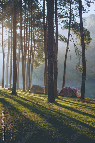 Camp site with tents by the lake and pine tree forest in morning sun light.