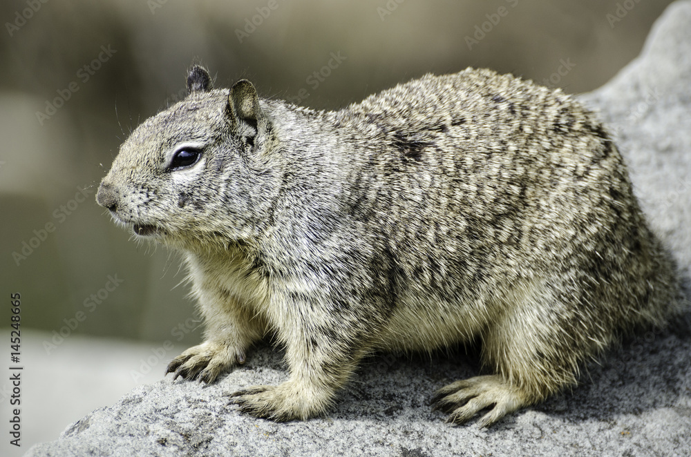 California ground squirrel (Otospermophilus beecheyi) sits on a rock, Refugio State Beach, Goleta, CA, USA. California ground squirrel (Otospermophilus beecheyi) sits on a rock, Refugio State Beach, Goleta, CA, USA.