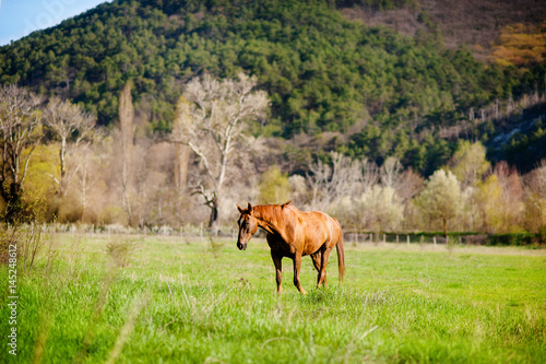 horse on the meadow. Horse eating grass on the background of green field. Country spring landscape. Village