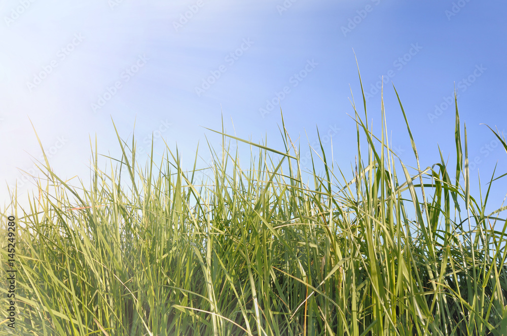 Fototapeta premium herbe dans la lumière du soleil sous ciel bleu