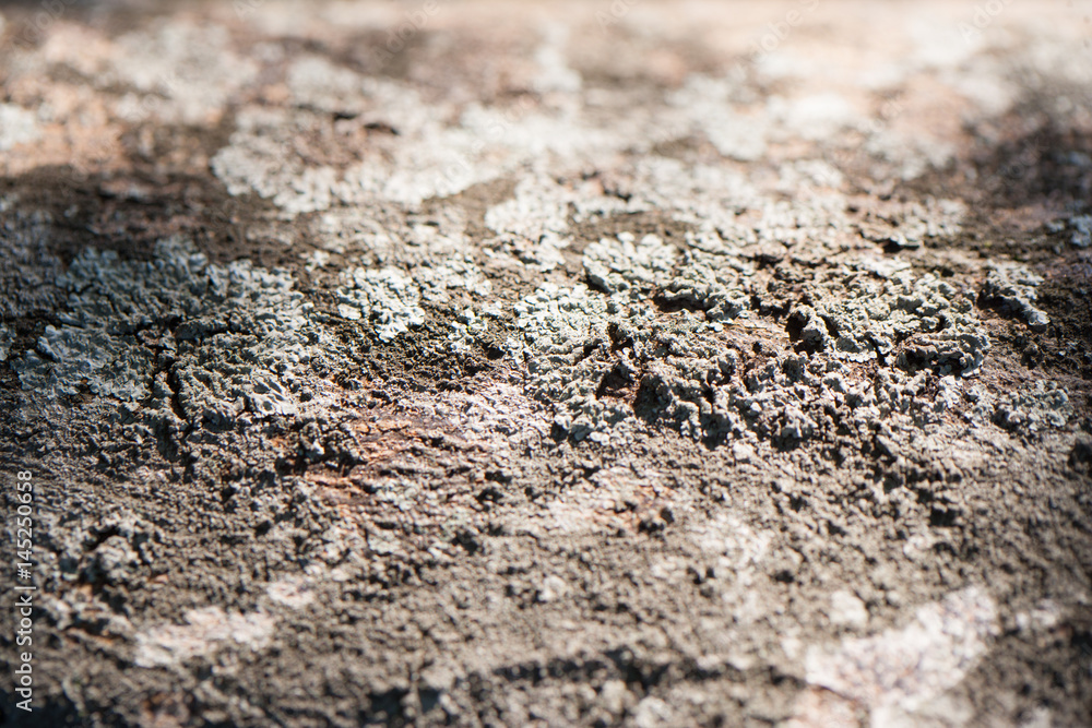 Close up and selective focus of fungi on tree bark. Close up and selective focus of fungi on tree bark.