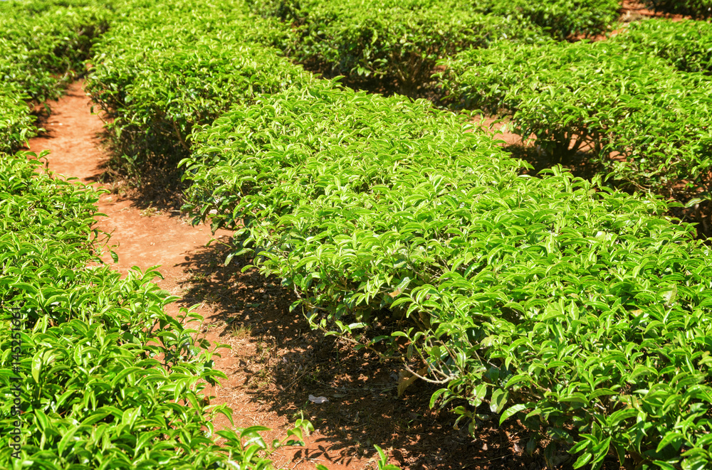 Naklejka premium Scenic bright green tea bushes at tea plantation
