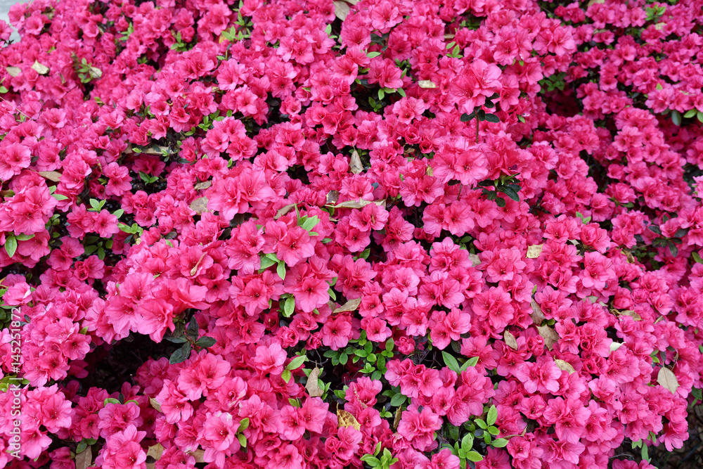Obraz premium Spring azalea background.