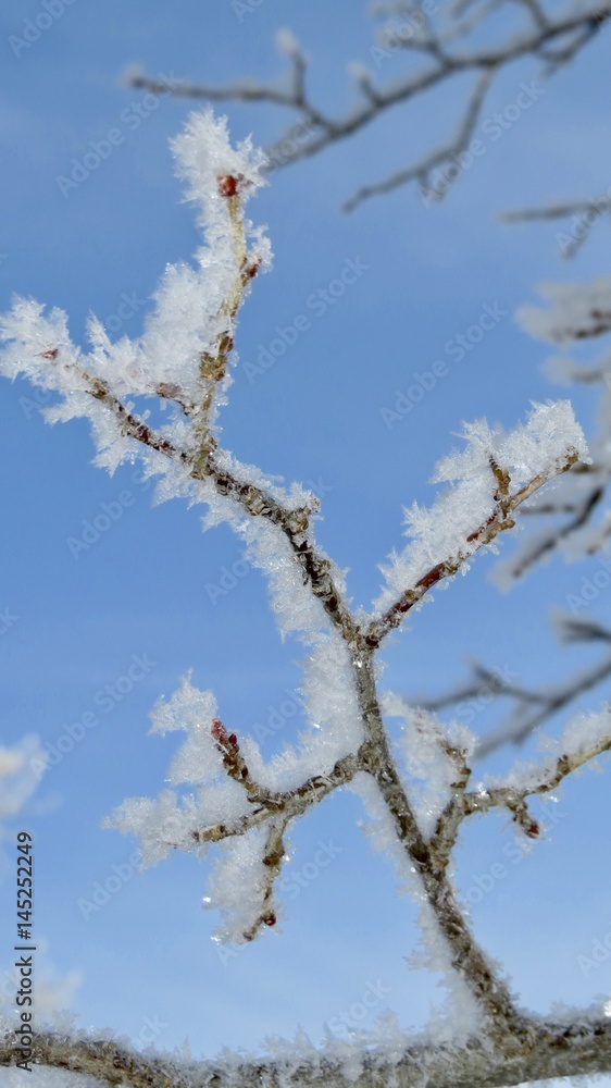 A frosty tree branch - Saskatchewan, Canada A frosty tree branch - Saskatchewan, Canada