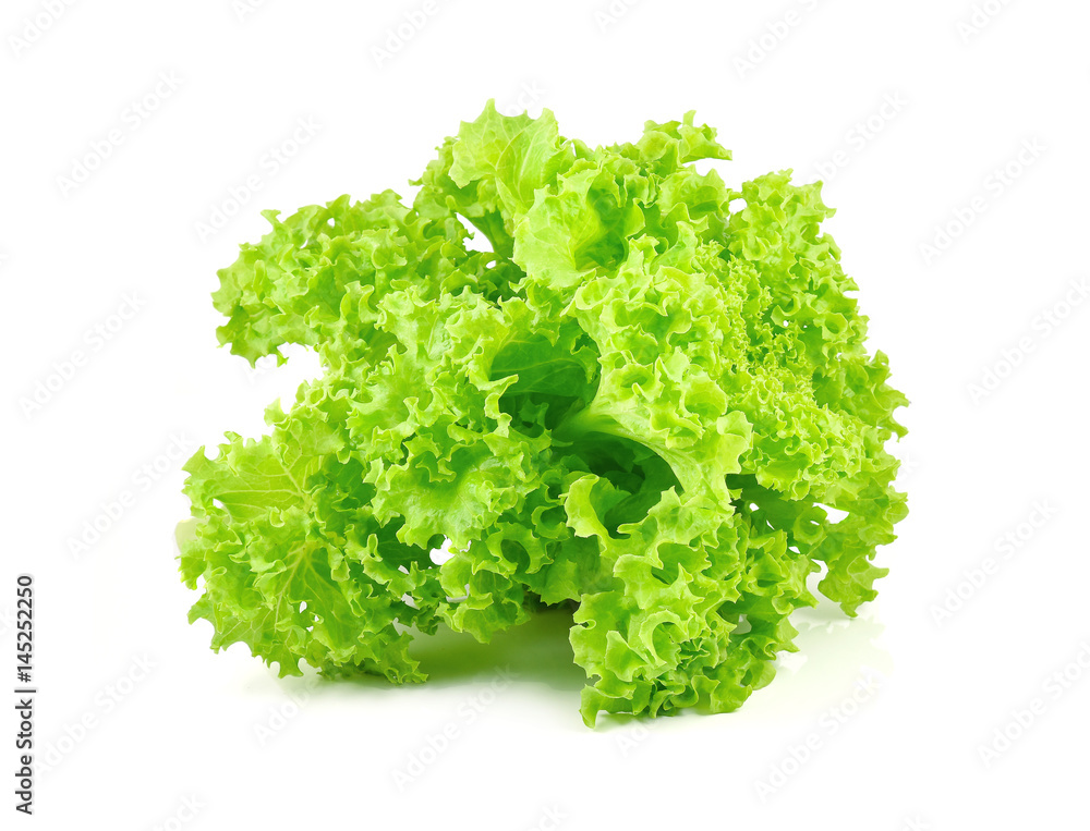 green oak lettuce on white background green oak lettuce on white background