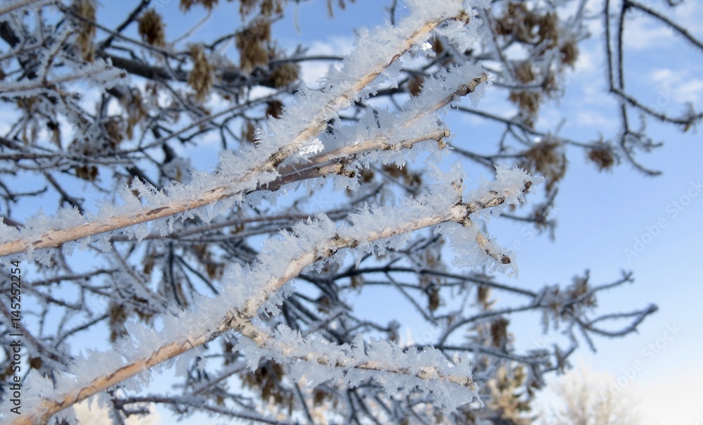 Frost on the tree branches in Saskatchewan, Canada