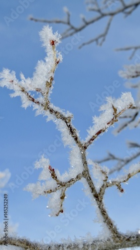 A frosty tree branch - Saskatchewan, Canada © Lisa