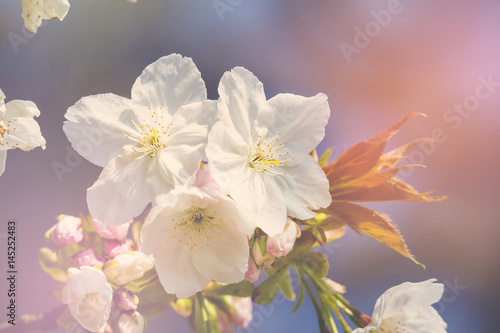 Cherry blossom in sunlight