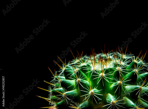 Vivid green of  Mammillaria Cactus on black background