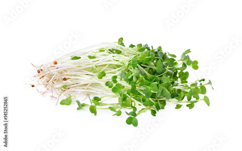 Sunflower sprouts  on white background
