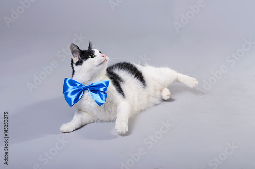 Beautiful cat with a blue bow tie, isolated photo.