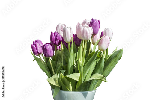 Spring bouquet of pink and white tulips isolated on the white background in bucket photo