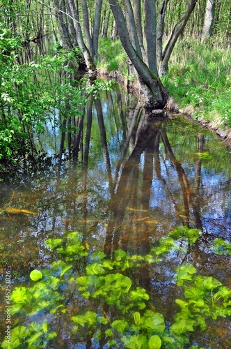 Bachlauf im Wald