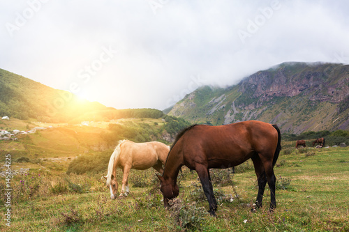 Mountain landscape with grazing horses