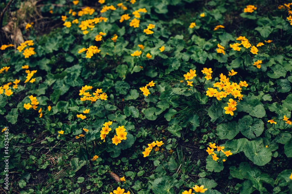 Obraz premium Yellow flowers on a dark green blurred background.