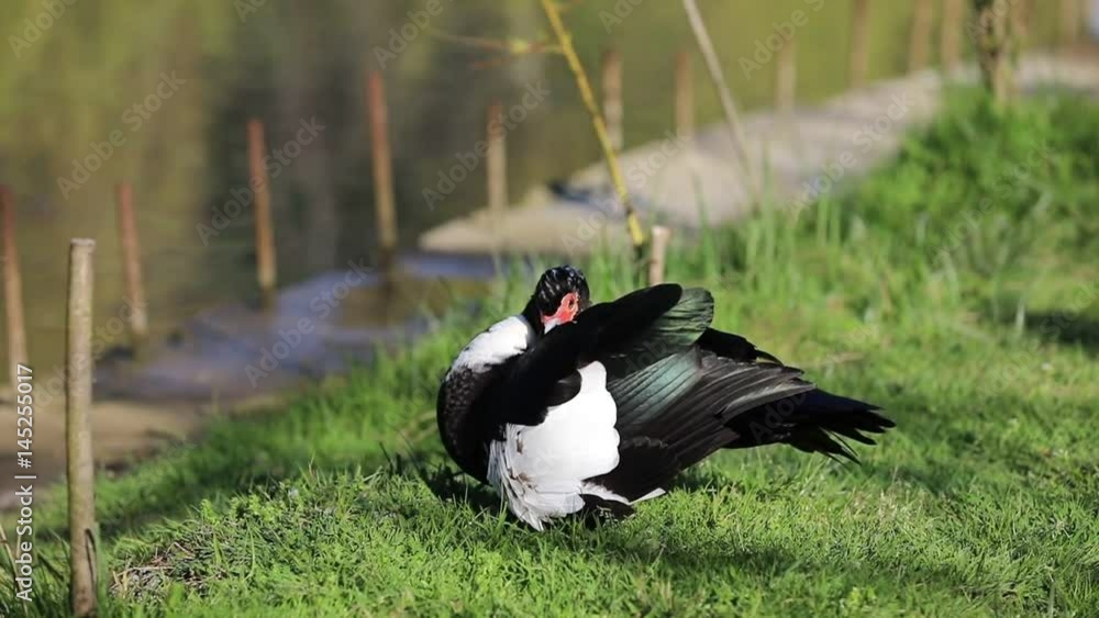 Duck cleans feathers on shoreline - slow motion Duck cleans feathers on shoreline - slow motion