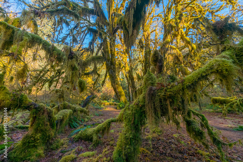 Fairy forest is filled with old temperate trees covered in green and brown mosses. Hoh Rain Forest  Olympic National Park  Washington state  USA