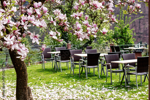 Ein Landcafé unter blühendem Magnolienbaum im Spessartgebirge, Deutschland photo