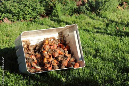 Fototapeta Naklejka Na Ścianę i Meble -  Dig out cultivar tulip bulbs in the box prepared for winter keeping on the fresh lawn in the sunny autumn garden