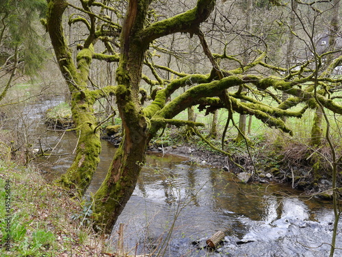 Fototapeta Naklejka Na Ścianę i Meble -  Eifel Perlenbachtal 1