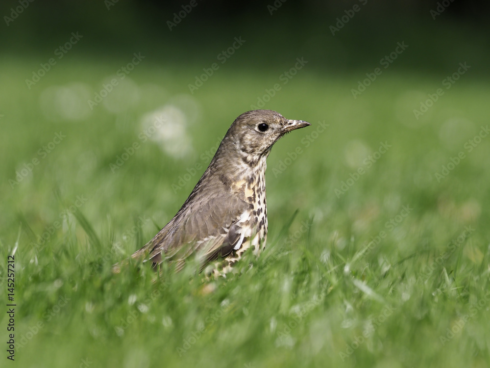 Mistle thrush, Turdus viscivorus Mistle thrush, Turdus viscivorus