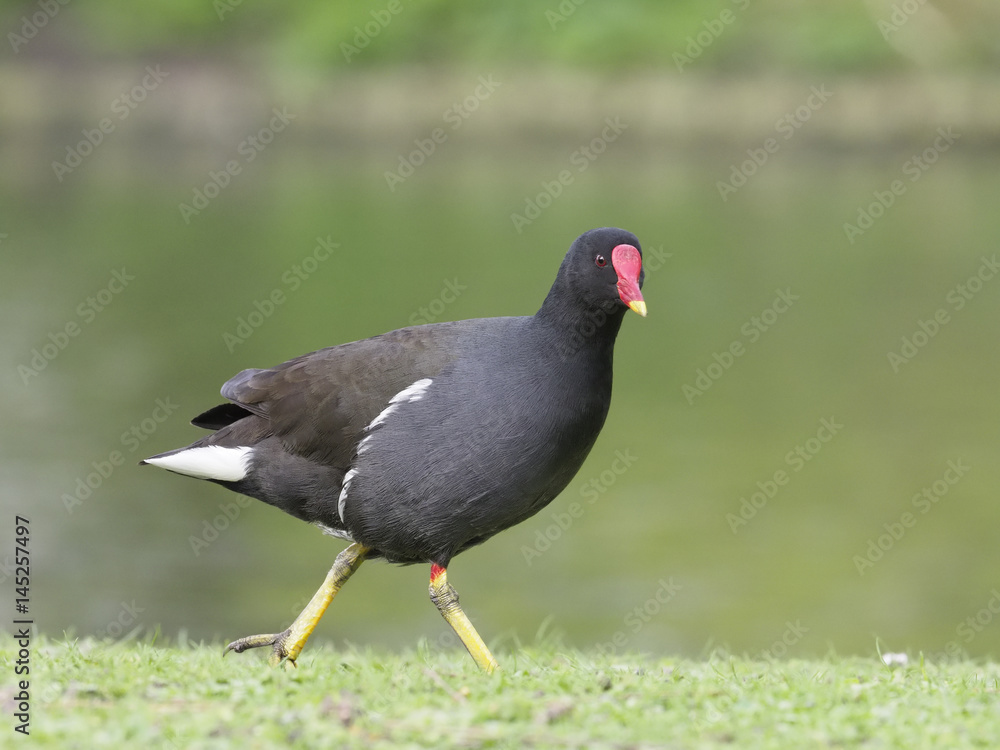 Moorhen, Gallinula chloropus Moorhen, Gallinula chloropus
