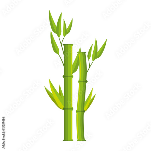 Fototapeta Naklejka Na Ścianę i Meble -  bamboo branch isolated icon vector illustration design