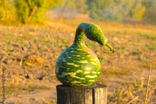 Strange pumpkin like snake photo