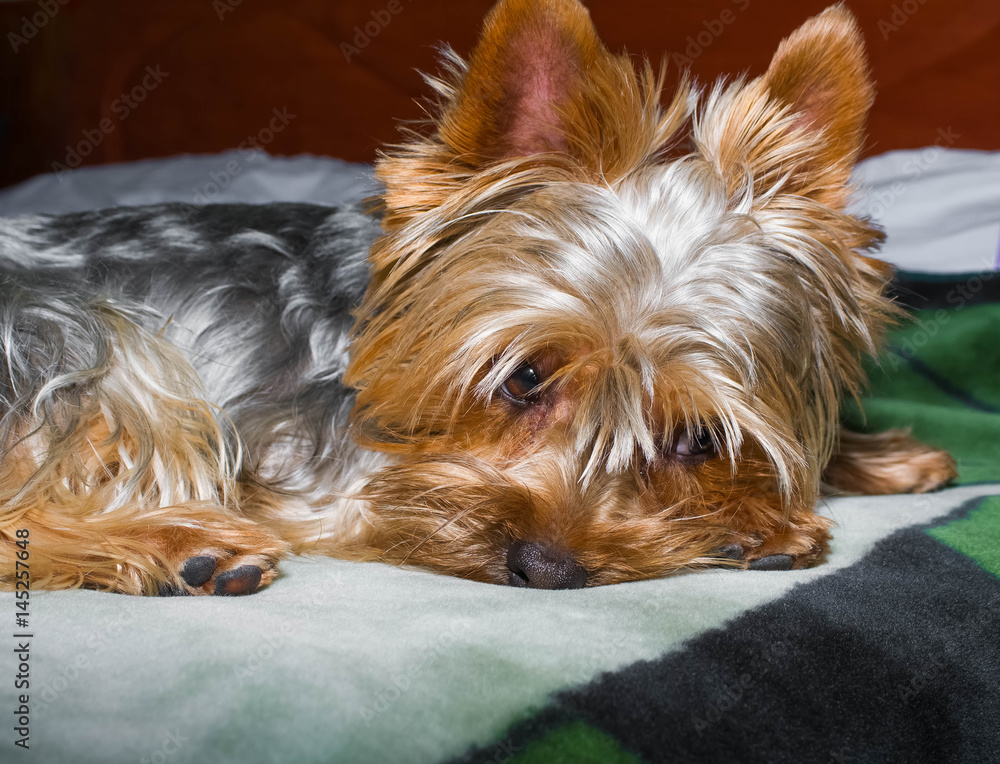 Beautiful Yorkshire terrier playing pet, friendly, playing, dog, garden, doggy Beautiful Yorkshire terrier playing pet, friendly, playing, dog, garden, doggy