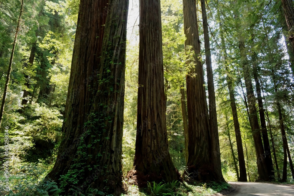 Stout Grove - Redwood Forest