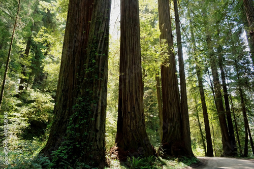 Stout Grove - Redwood Forest