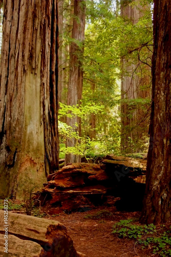 Stout Grove - Redwood Forest