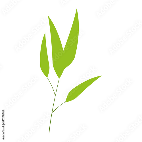 bamboo leafs isolated icon vector illustration design