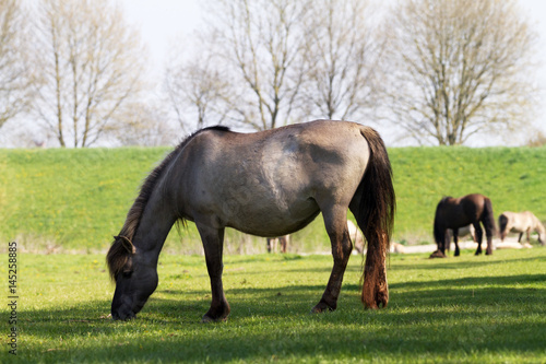 Konik Horses grazing at Millingerwaard  Netherlands