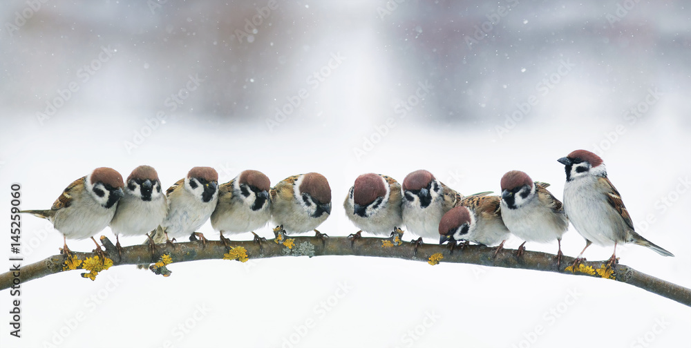 Obraz premium panoramiczny obraz z wielu małych śmieszne ptaki siedzą w parku na gałęzi w śniegu