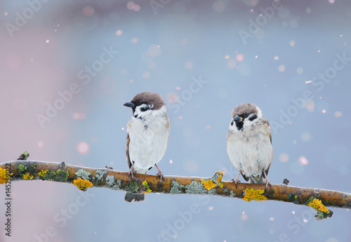 two funny birds are sitting in the Park on a branch during a spring snowfall