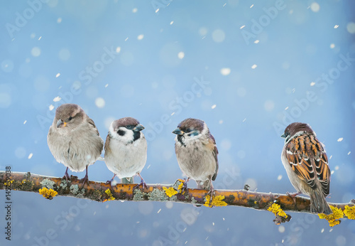 cute little birds are sitting in the Park on a branch during a spring snowfall