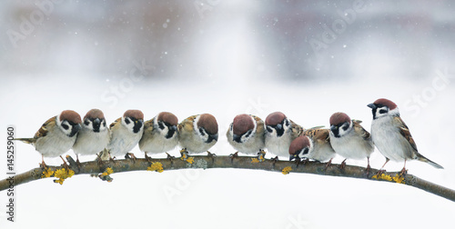 panoramic picture with many little funny birds sitting in the Park on a branch in snow photo