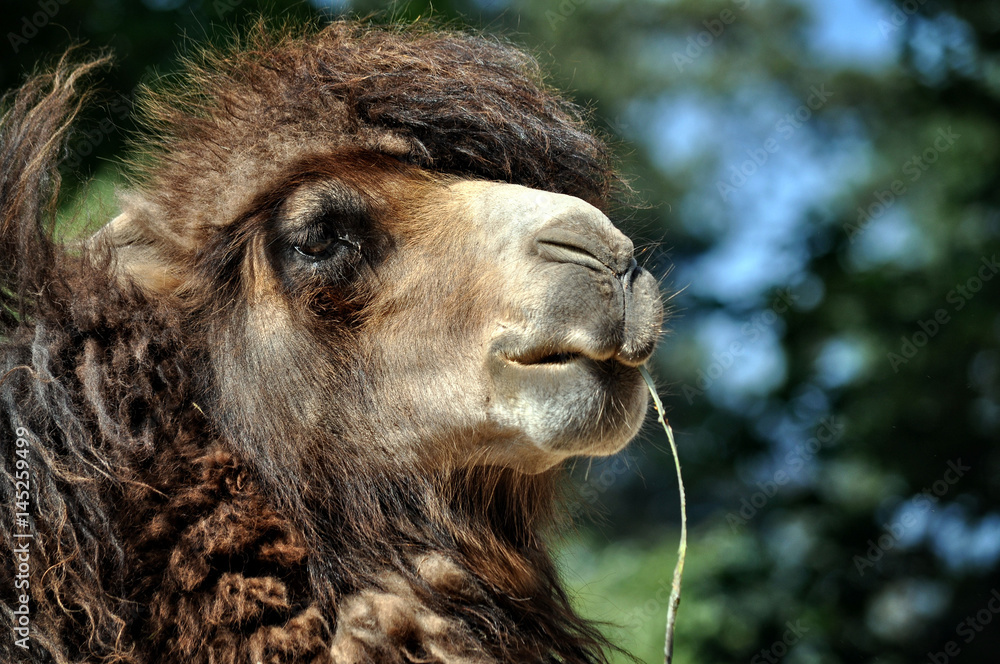 Camel with a straw in your mouth.
