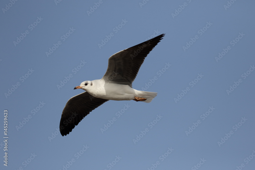 Obraz premium Black-headed gull, Chroicocephalus ridibundus