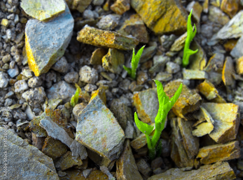 Buds of morning glory sprout up rocky mound Buds of morning glory sprout up rocky mound