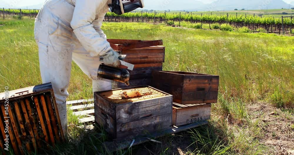 Beekeepers smoking the bees away from hive Beekeepers smoking the bees away from hive