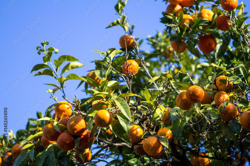 Orange trees