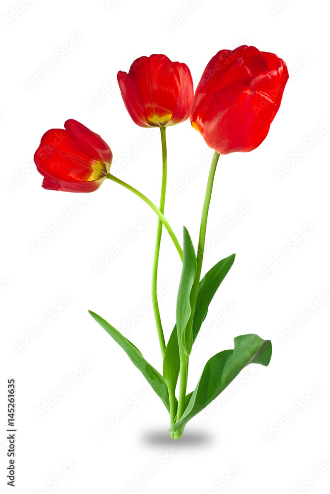 Obraz premium flowers, three tulips