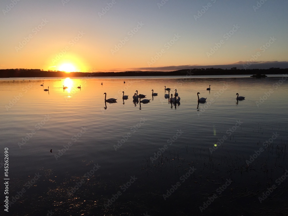 Swans on the Loch at Sunset