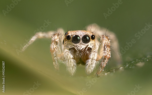 A beautiful spider wide of image is 5mm