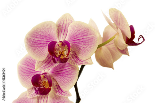 Pink Orchid