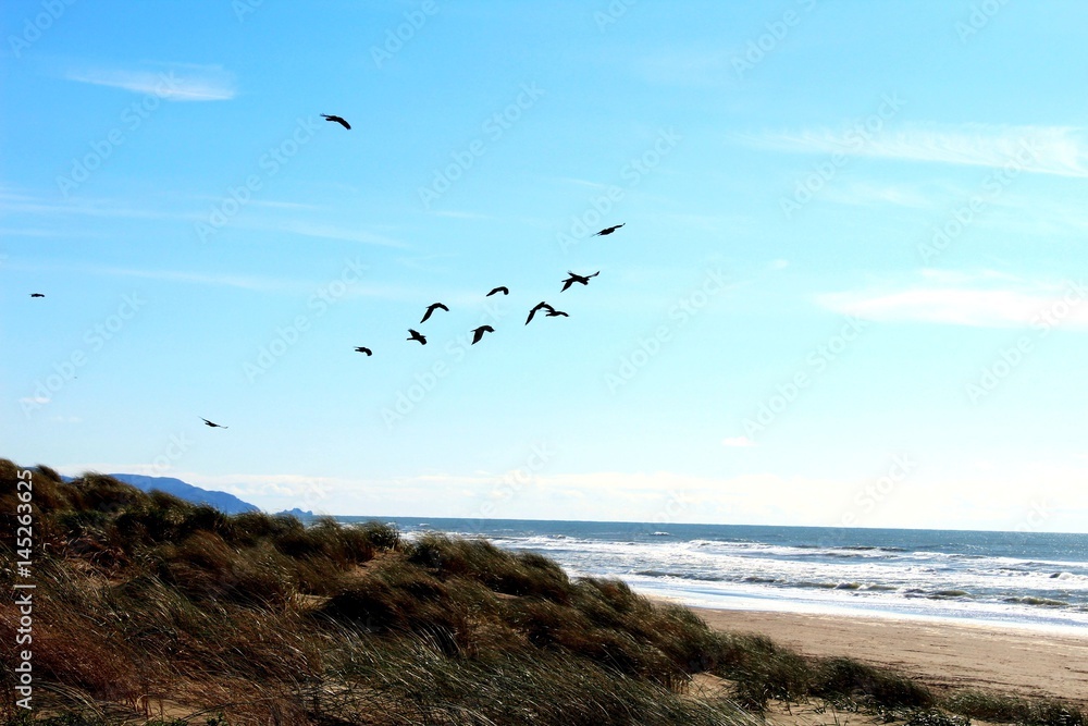 Vogelschwarm am Meer Vogelschwarm am Meer